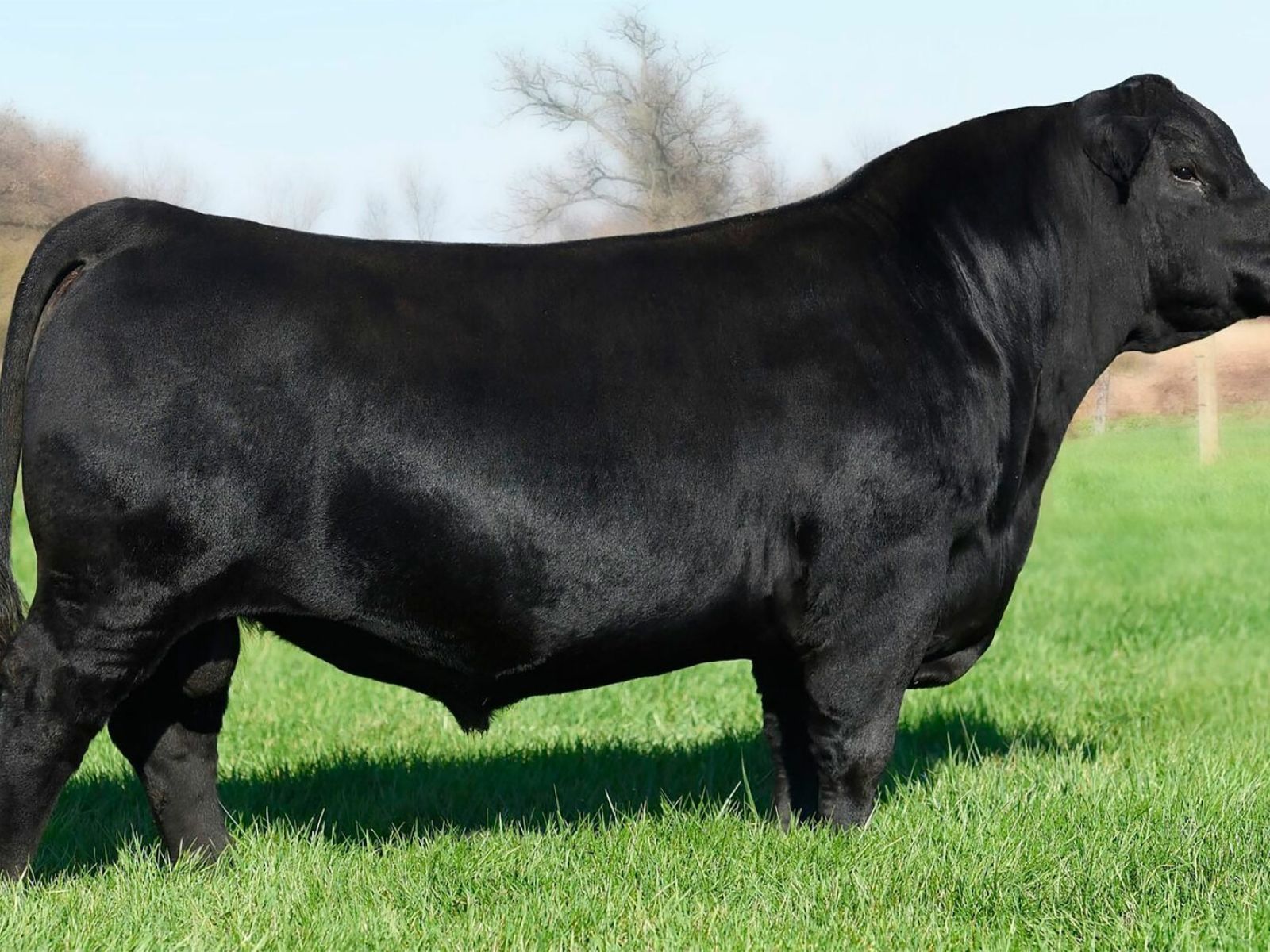 Говедата Wagyu ПОРОДА