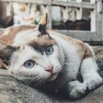 Котките на Варна, Интересния живот