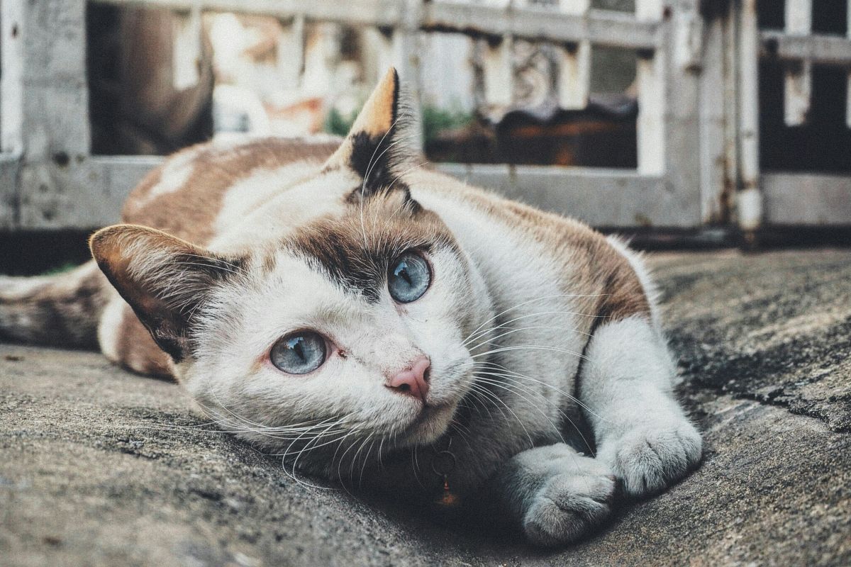Котките на Варна, Интересния живот